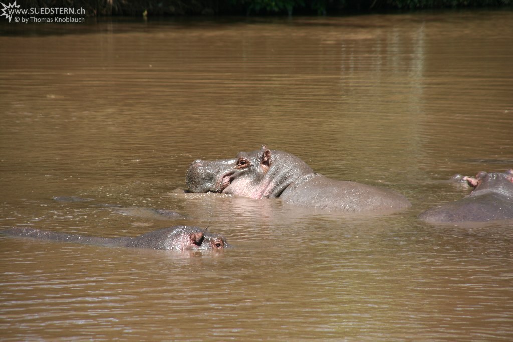 IMG 7878-Kenya, hippos in Kimana River